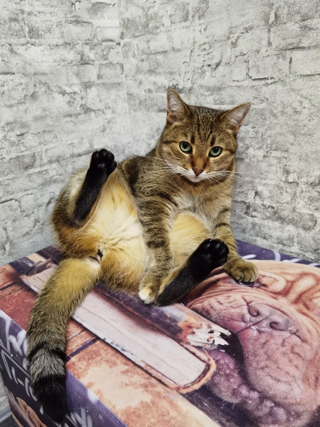 С Котовторником вас! Зовут Чеса!
