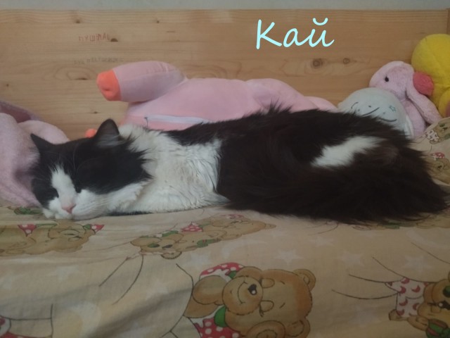 Жизнь домашнего приюта "Котоленд" 370