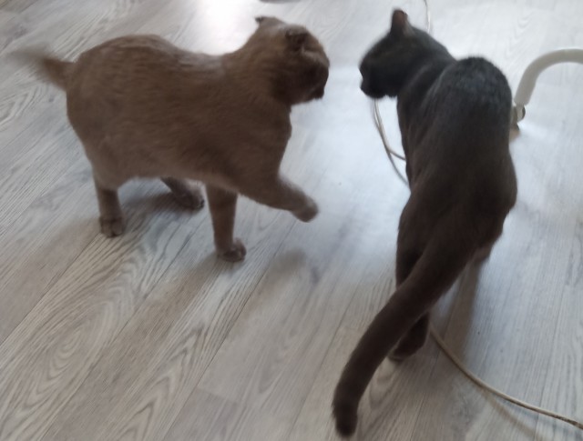Котовторнику посвящается