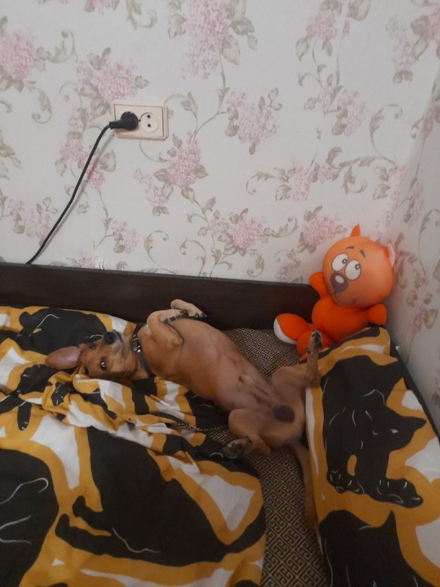 Собакочетверг
