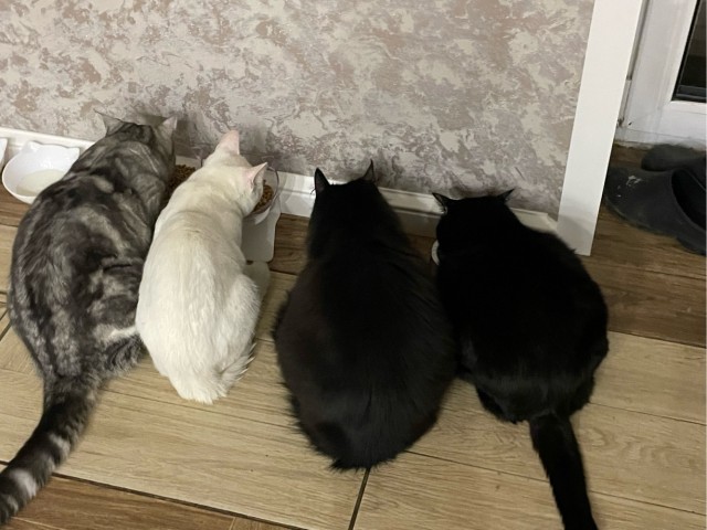 Ненужный кот