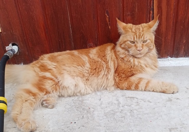 Котовторник Рыжих