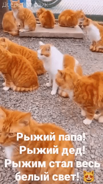 Разбавить политику