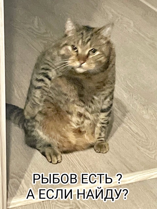 Весёлый полтишок 26.10.23