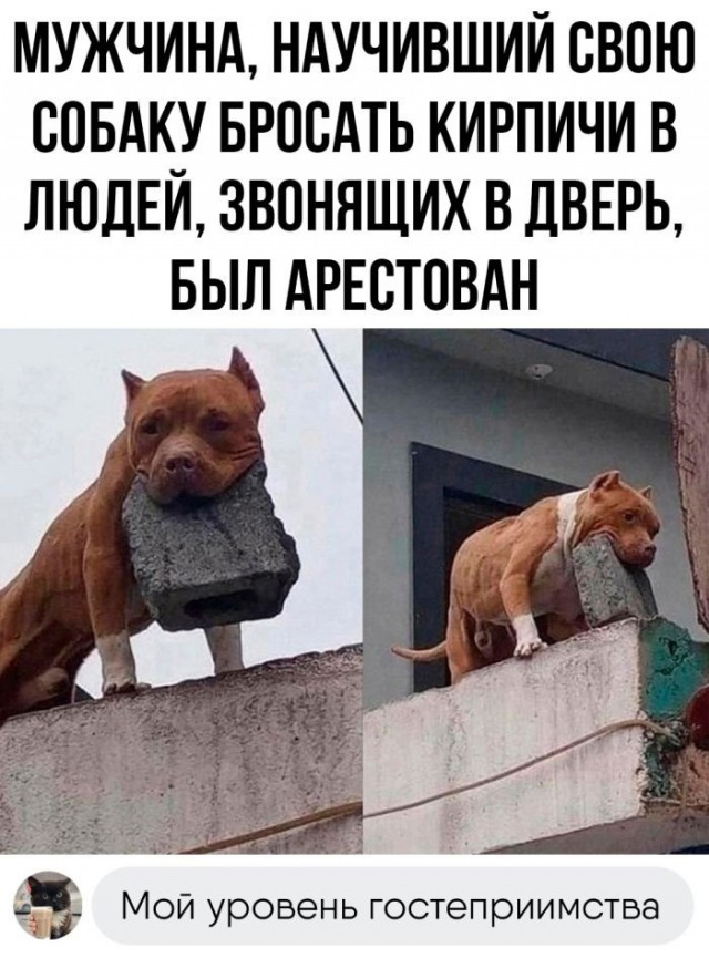 Весёлый полтишок 01.11.23