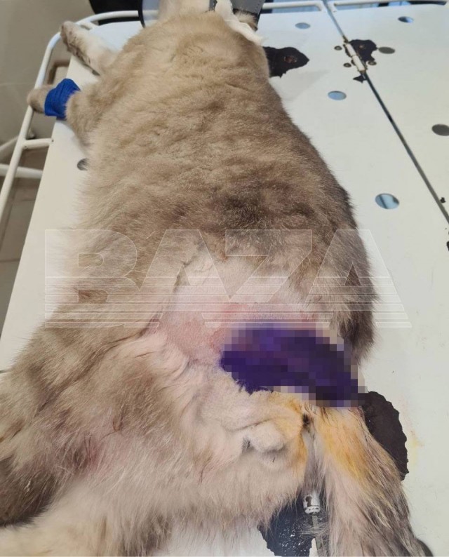 Кот случайно спас свою хозяйку от осколков во время обстрела в Шебекино.