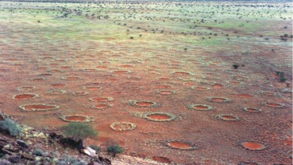 Ученые выяснили, что загадочные круги в Намибии - это следствие умирающих от жажды растений