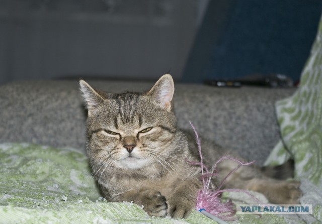 Котовторник 21.05.2013