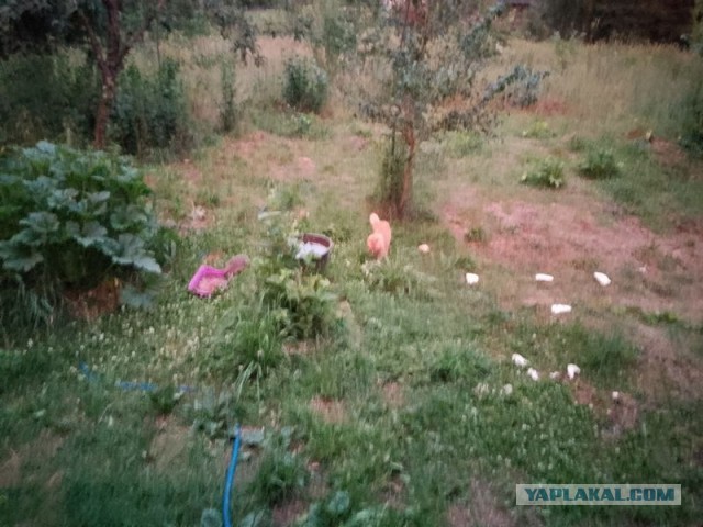 Жизнь домашнего приюта для котеек 503