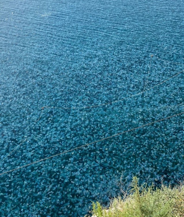 Нашествие медуз в Крыму