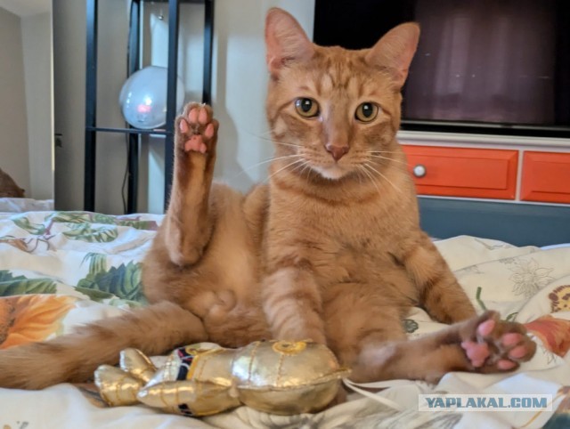 Лего-кот⁠⁠