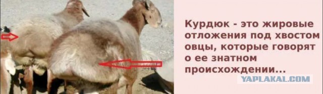 Днк тест