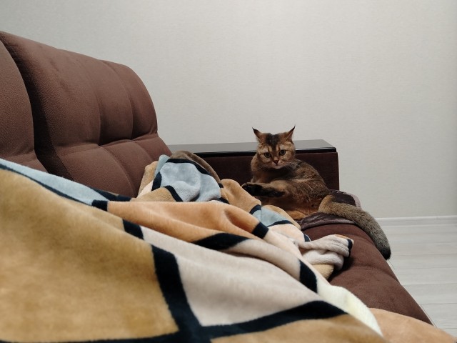 Котовторник в картинках