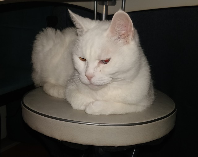 Слепоглухая кошка