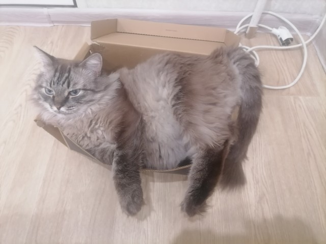 Ну-с, с наступившим староновогодним котовторником