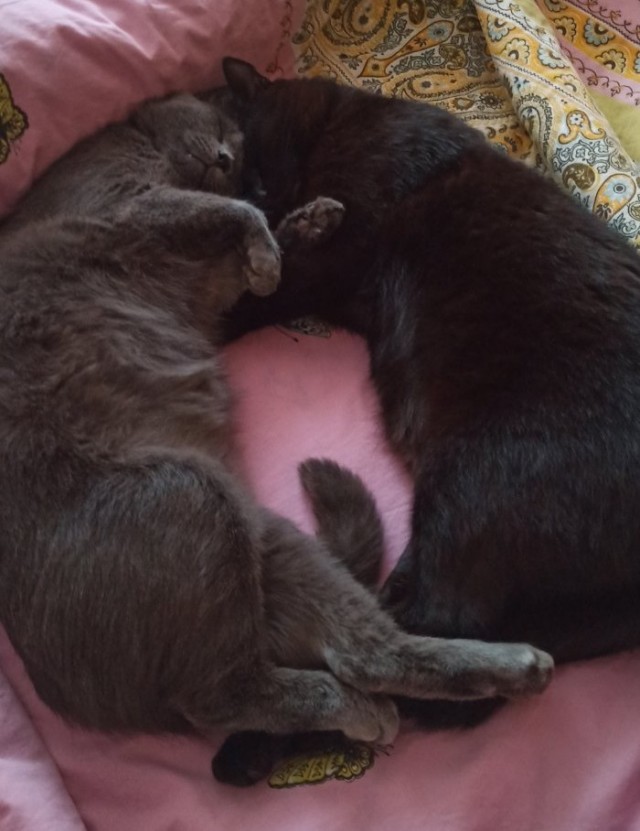 Спящих котеек тред