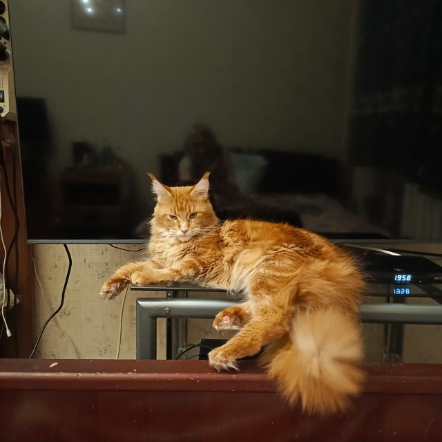 Котовторник 21.10.2025