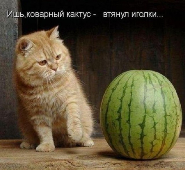 Среды картинки
