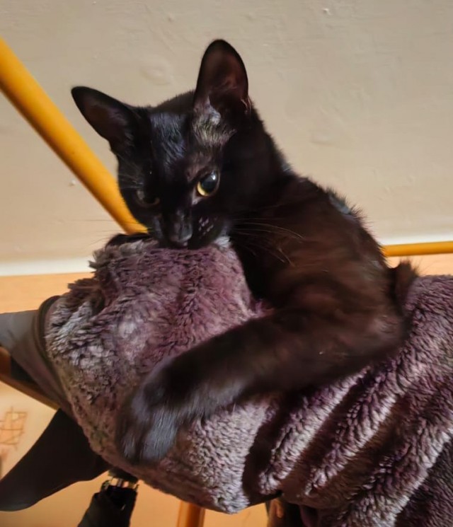 Про кота.
