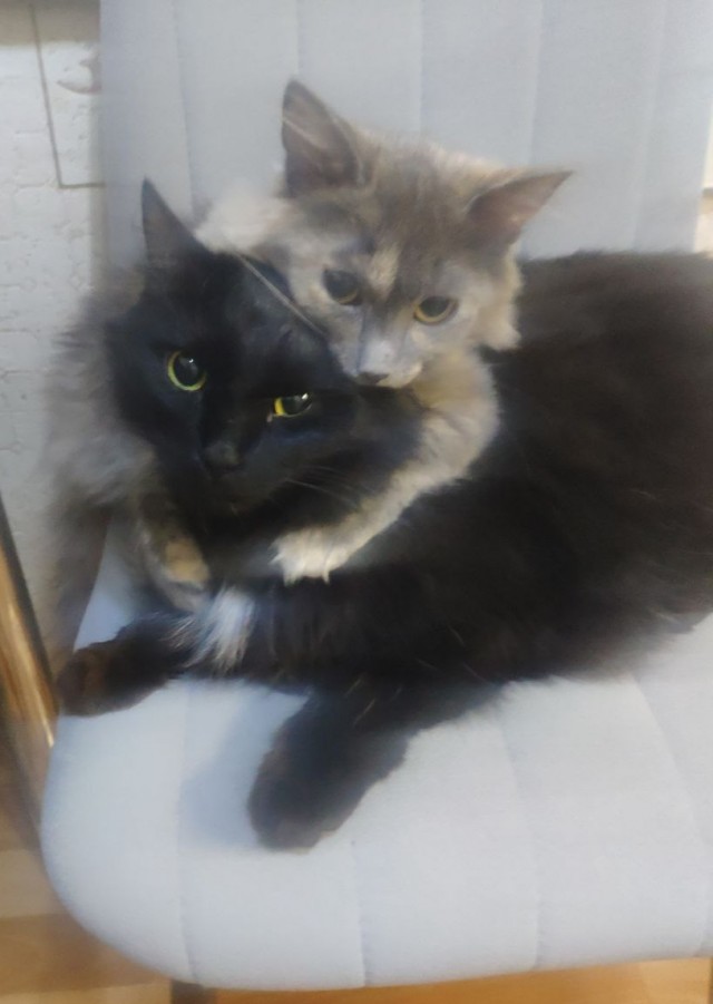 Варю котику рыбов