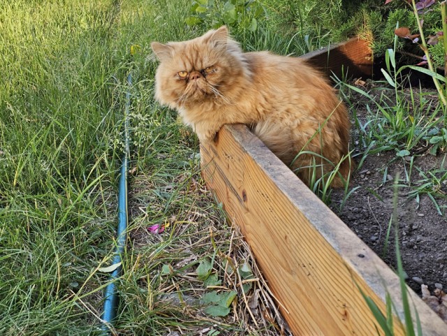 Вот и мой кот