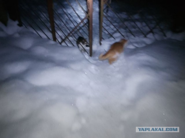 Жизнь домашнего приюта для котеек 569