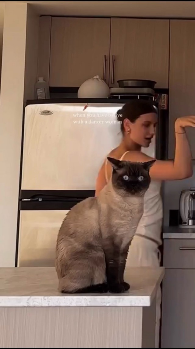 Видео на котовторник, коллеги.