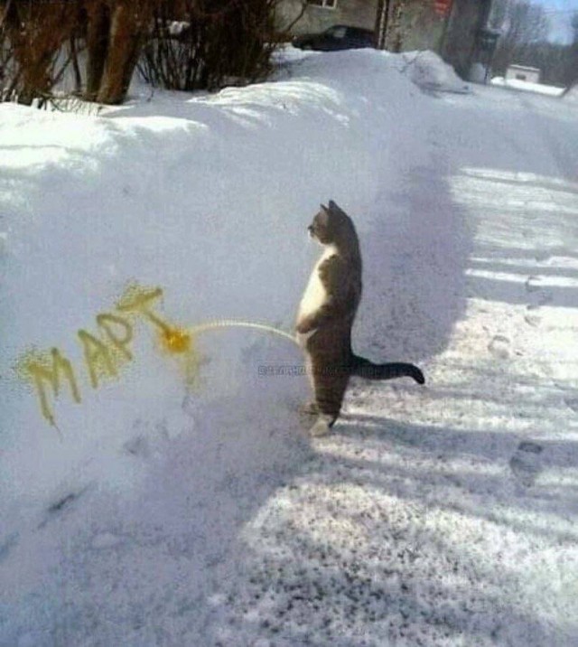 Забавные и не очень скромные картинки - 28