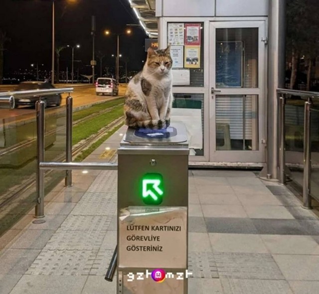 Рандомных фото котов тред — 2