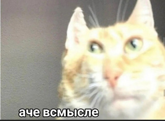 Фотосессия для трёхцветной кошки