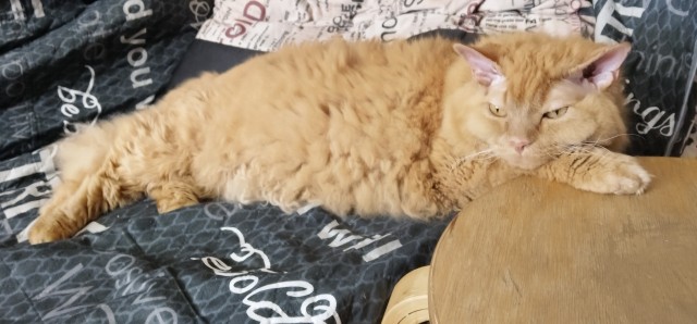 Мой кот