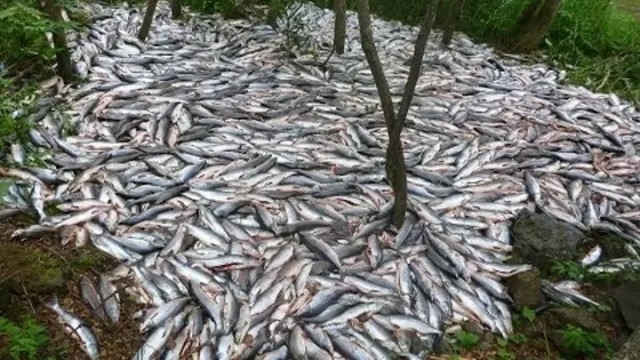 Производство красной икры в России уменьшилось в три раза