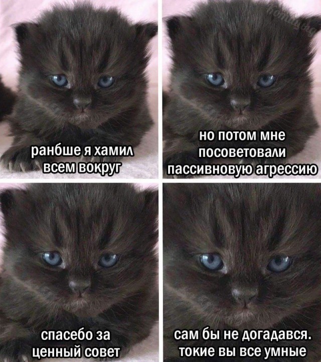 Картинки для деградации 278 (разной степени свежести)