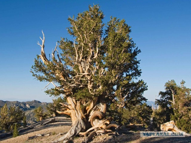 Деревенская Америка
