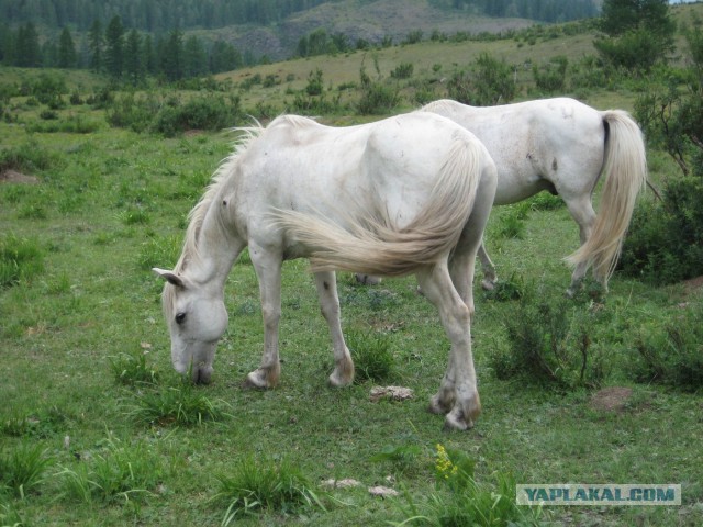 Горный Алтай, двухнедельный поход
