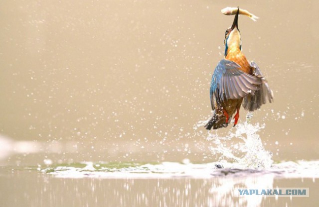 30 самых удачных фотографий января