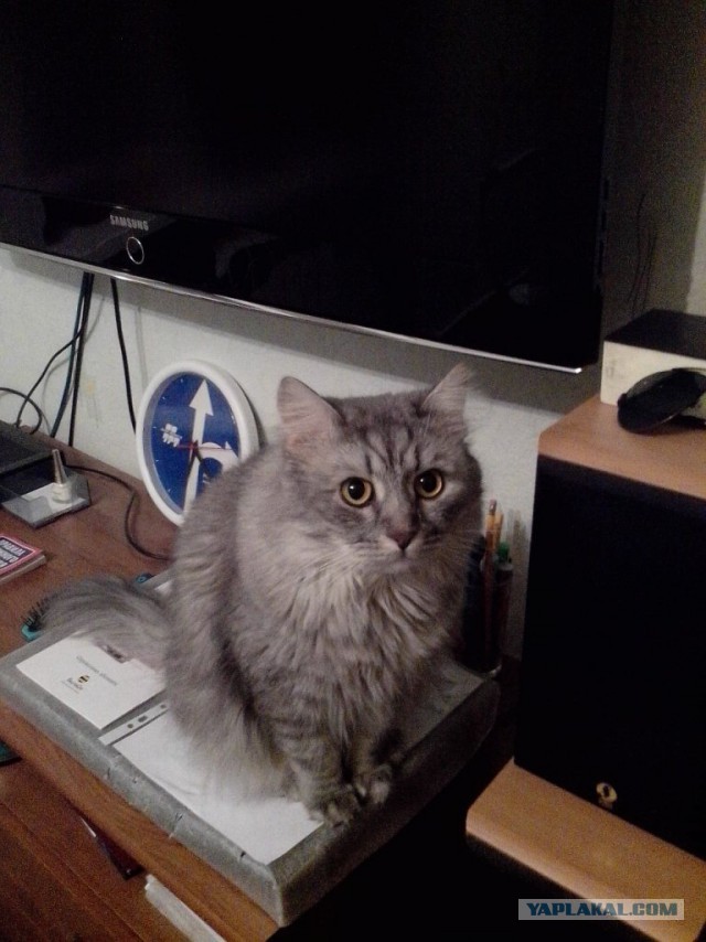 Котовторник 25.02.2014