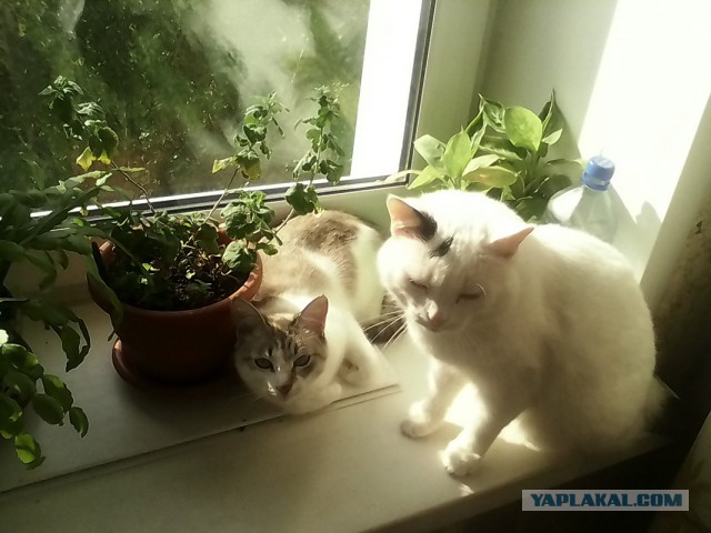 Котовторник 26.08.14.