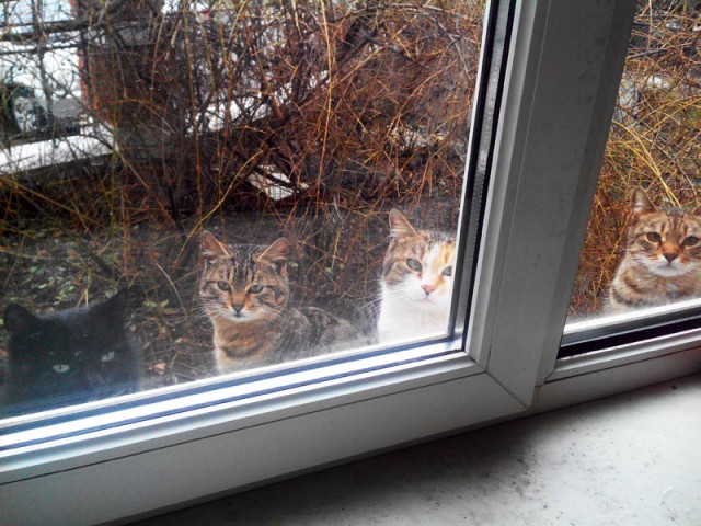 Котовторник