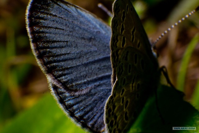 Если выйти во двор с макрообъективом, то...