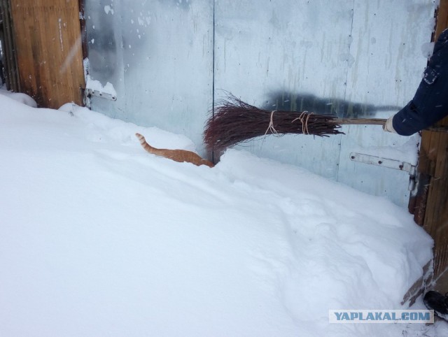 Котовторник 24.03.2015