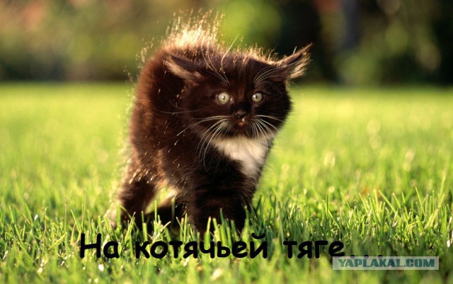 Норвегия за 10 лет планирует полностью перейти на