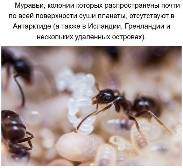 Чего мы не знали об Антарктиде