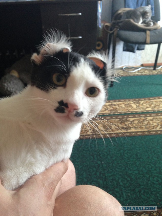 Котиков пост