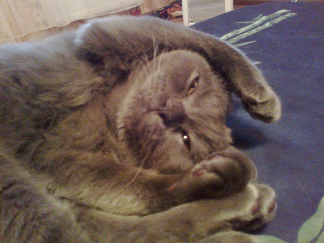 Котовторник