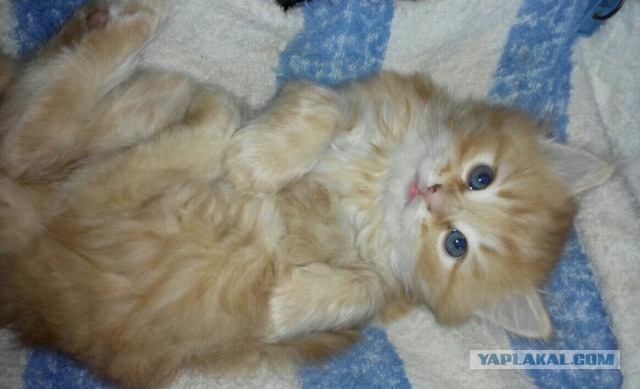 Котооо-о-о-вторник