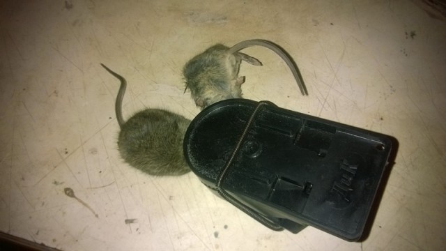 Японская мышеловка