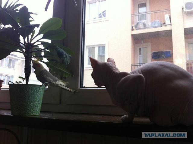 Что любят кушать кошки?