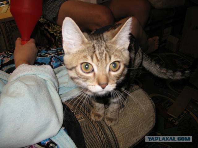 TERMINATOR одно из продолжений