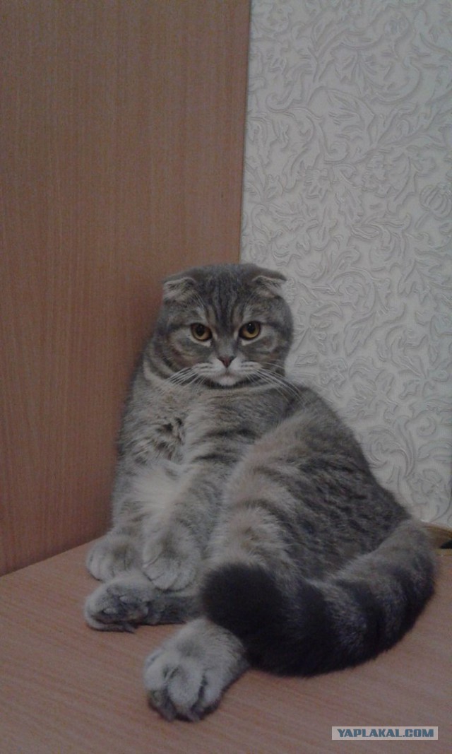 Котовторник  01.03.2016